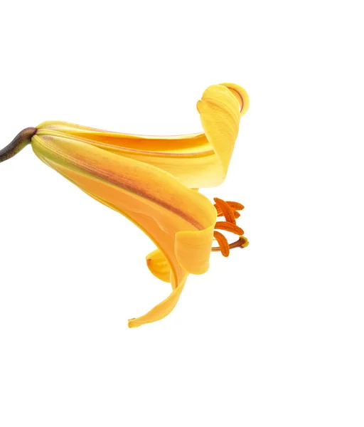 One Large Yellow Lily Isolated White Background — Stock Photo, Image