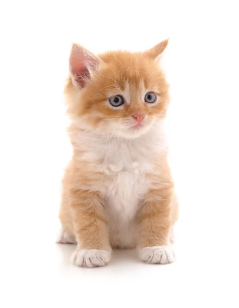 Güzel Kırmızı Kedi Yavrusu Beyaz Arka Planda Izole Edilmiş Telifsiz Stok Fotoğraflar