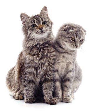 Beyaz arka planda iki gri kedi izole edilmiş..