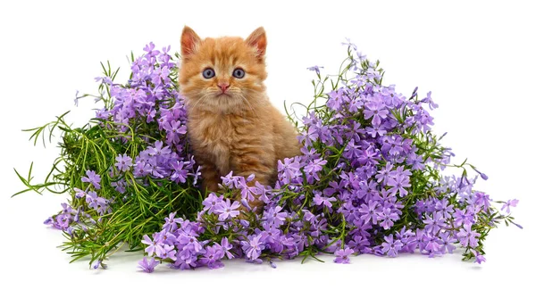 Red Kitten Purple Phloxes Isolated White Background Rechtenvrije Stockafbeeldingen