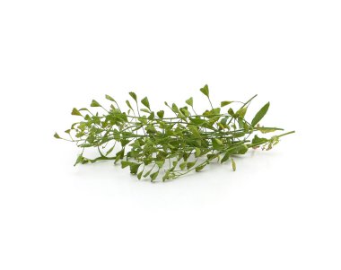 Çoban çantasının bir kısmı beyaz arka planda izole edilmiş..