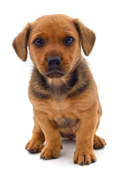 Bruine Mooie Puppy Geïsoleerd Een Witte Achtergrond — Stockfoto