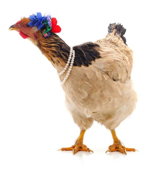 Kyckling Med Krans Isolerad Vit Bakgrund — Stockfoto