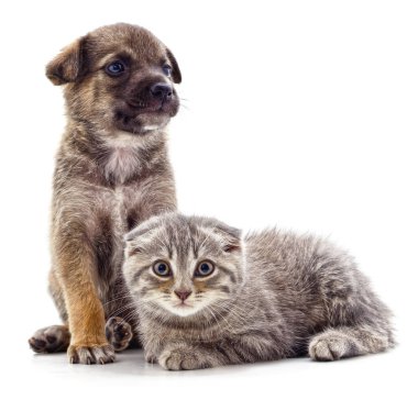 Yavru kedi ve köpek beyaz bir arkaplanda izole edilmiş..