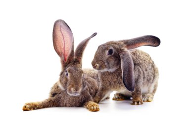 Beyaz arka planda iki güzel tavşan..