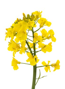 Beyaz arka planda izole edilmiş bir grup sarı kolza tohumu..