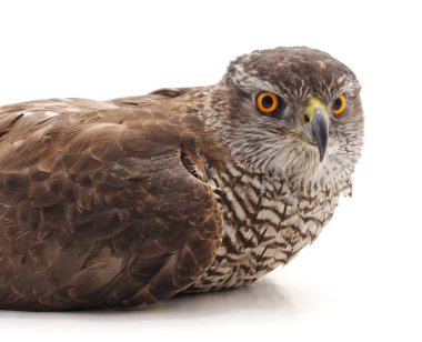 Beyaz arka planda izole edilmiş kahverengi bir şahin..