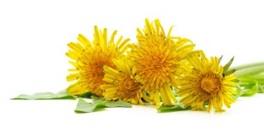 Beyaz arkaplanda yaprakları olan karahindiba..