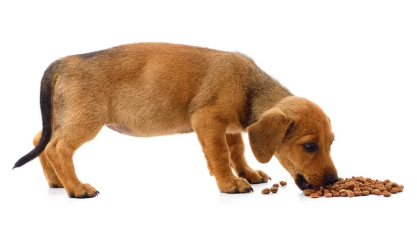 白い背景に孤立した食べ物を食べる子犬 — ストック写真