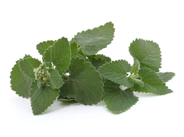 Green Leaves Lemon Balm Isolated White Background — Stock Photo, Image