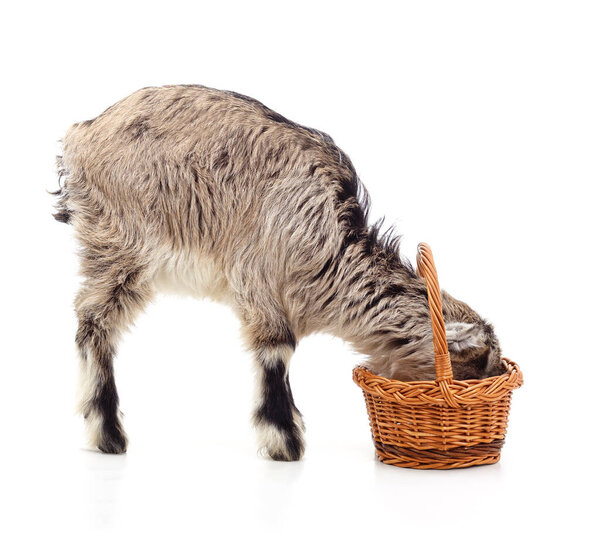 A goat eating from a basket isolated on a white background.