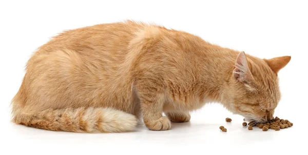 Красная Кошка Ест Пищу Белом Фоне — стоковое фото
