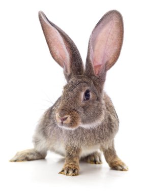 Beyaz arka planda izole edilmiş bir kırmızı tavşan..