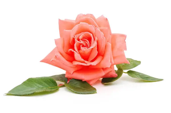 Jedna Róża Różowy Białym Tle Białym Tle — Zdjęcie stockowe