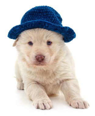 Beyaz arka planda izole edilmiş örgü şapkalı beyaz köpek yavrusu..