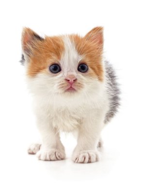 Beyaz bir arka planda izole edilmiş küçük bir kedi yavrusu..
