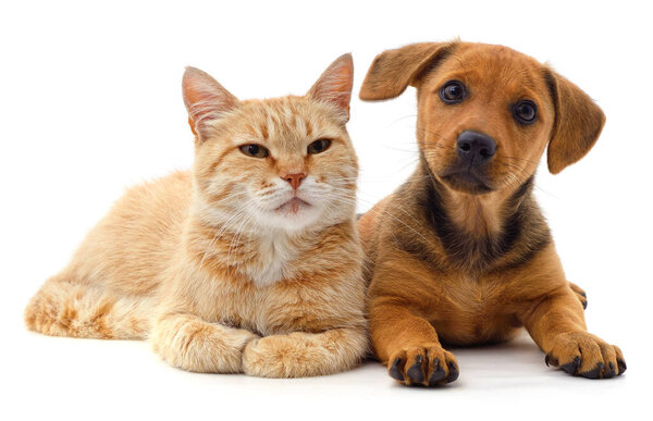 Red cat and brown puppy isolated on white background.