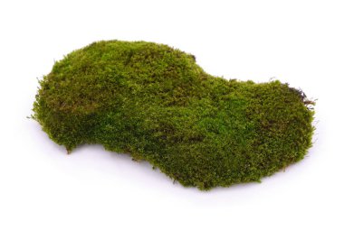 Beyaz arka planda bir grup yeşil yosun izole edilmiş..