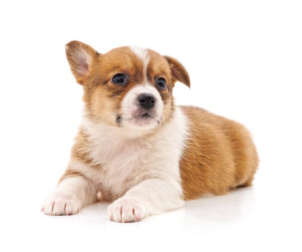 One Little Puppy Isolated White Background — Stock Photo, Image