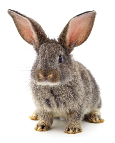 Один Коричневый Кролик Изолирован Белом Фоне Стоковое Фото