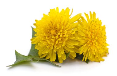 Beyaz arkaplanda yaprakları olan karahindiba..