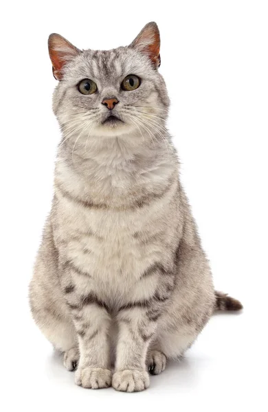 Jedna Šedá Kočka Izolované Bílém Pozadí Stock Obrázky