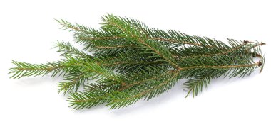 Beyaz bir arka plan üzerinde izole köknar ağacı dalı.