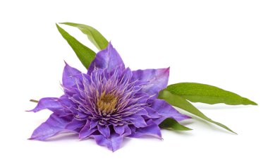 Mor klematis ve yapraklar beyaz arkaplanda izole edilmiş..