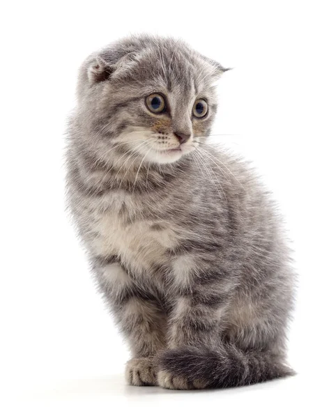 One Little Kitten Isolated White Background — Stock Photo, Image