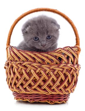 Beyaz arka planda izole edilmiş sepetteki kedi yavrusu..
