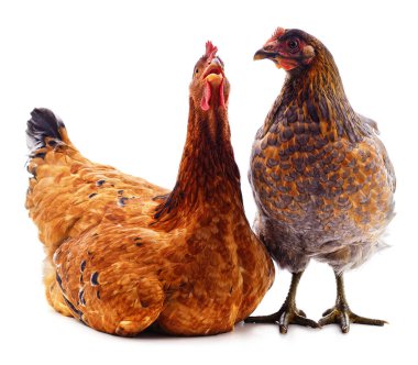 Beyaz arka plan üzerinde izole iki kahverengi tavuk.