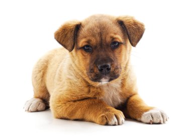 Beyaz arka planda izole edilmiş küçük bir köpek yavrusu..