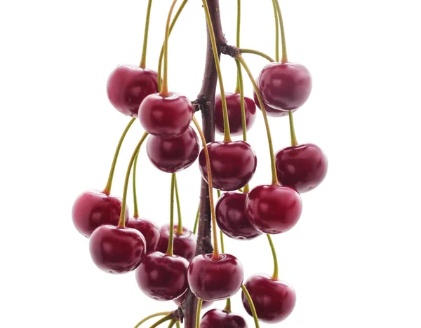 Cherries Branch Isolated White Background — Photo