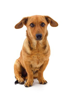 Beyaz arka planda izole edilmiş kahverengi bir dachshund..