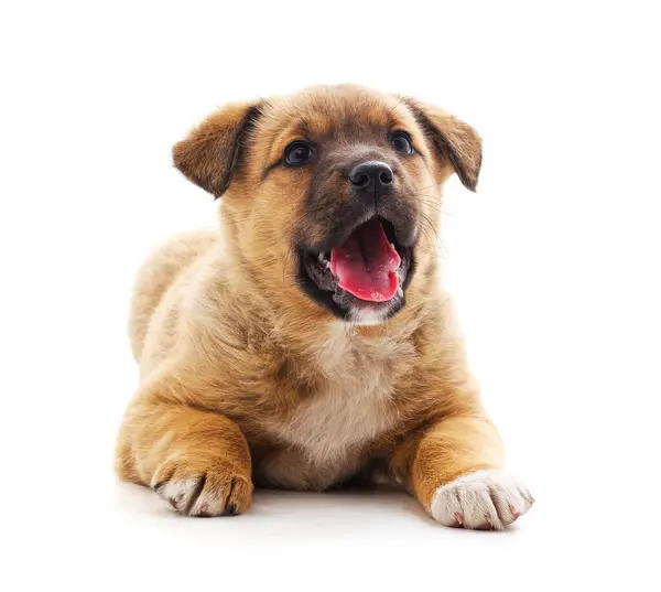 One Little Puppy Isolated White Background Stock Picture