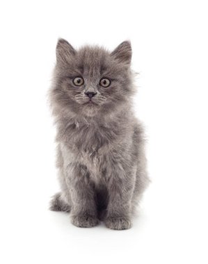 Beyaz bir arka plan üzerinde izole gri oturma kitty.