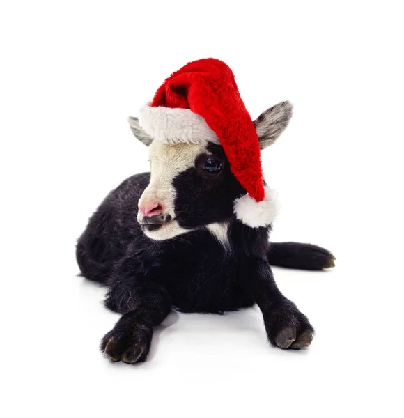Beyaz Arka Planda Izole Edilmiş Noel Şapkalı Kara Keçi Stok Resim