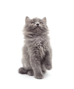 Gri kedi patisini kaldırdı ve beyaz bir arka planda tek başına yukarıya bakıyor..
