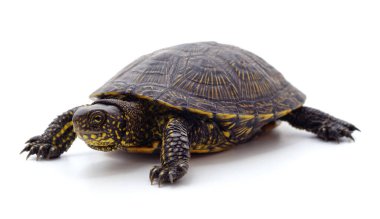 Beyaz arka planda yabani siyah kaplumbağa..