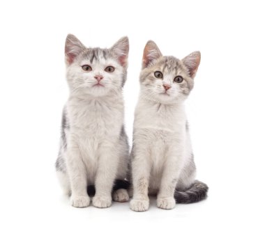 Beyaz arka planda izole edilmiş iki genç kedi.