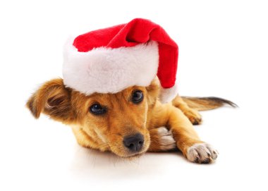 Beyaz bir arka plan üzerinde Noel şapkalı bir köpek.