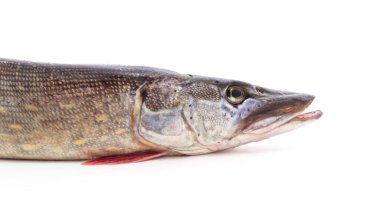 Beyaz arka planda izole edilmiş büyük bir turna balığı..