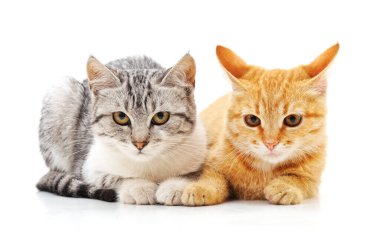 Beyaz arka planda iki küçük kedi yavrusu..