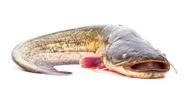 Nehir yayın balığı beyaz bir arkaplanda izole edilmiş..