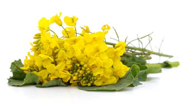 Beyaz arka planda izole edilmiş bir grup sarı kolza tohumu..