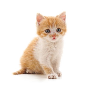 Beyaz arka planda izole bir kahverengi kedi yavrusu..