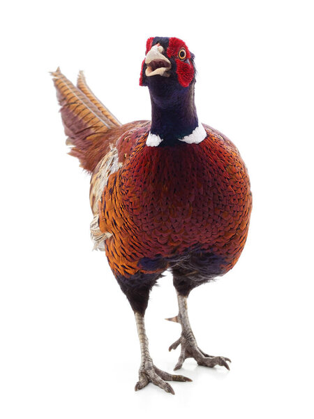 Wild beautiful pheasant isolated on a white background.