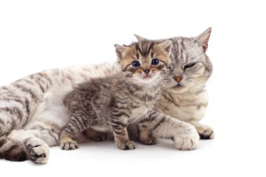 Beyaz arka planda kedisi olan bir kedi yavrusu..