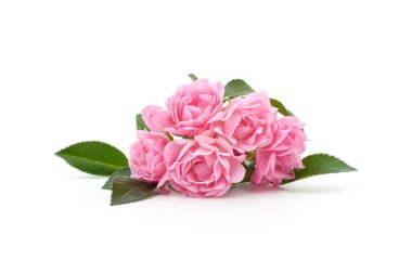 Beyaz arka planda izole edilmiş pembe güller..