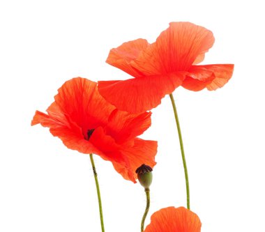 Kırmızı gelincik çiçekleri beyaz arkaplanda izole edilmiş..